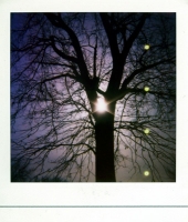 8_mccarren-tree.jpg
