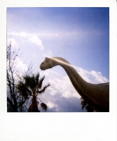 8_polaroid006.jpg