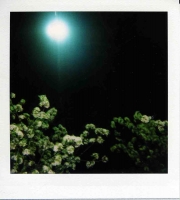 8_polaroid012.jpg